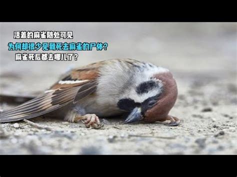 自來鳥麻雀|【自來麻雀】自來麻雀飛進屋，預示著什麼吉凶禍福？